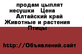 продам цыплят несушки › Цена ­ 50 - Алтайский край Животные и растения » Птицы   